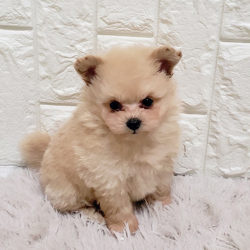 岡山県のポメプー(ポメラニアン×プードル) (犬の家＆猫の里岡山店/2025年11月1日生まれ/男の子/クリーム)の子犬の3枚目の画像
