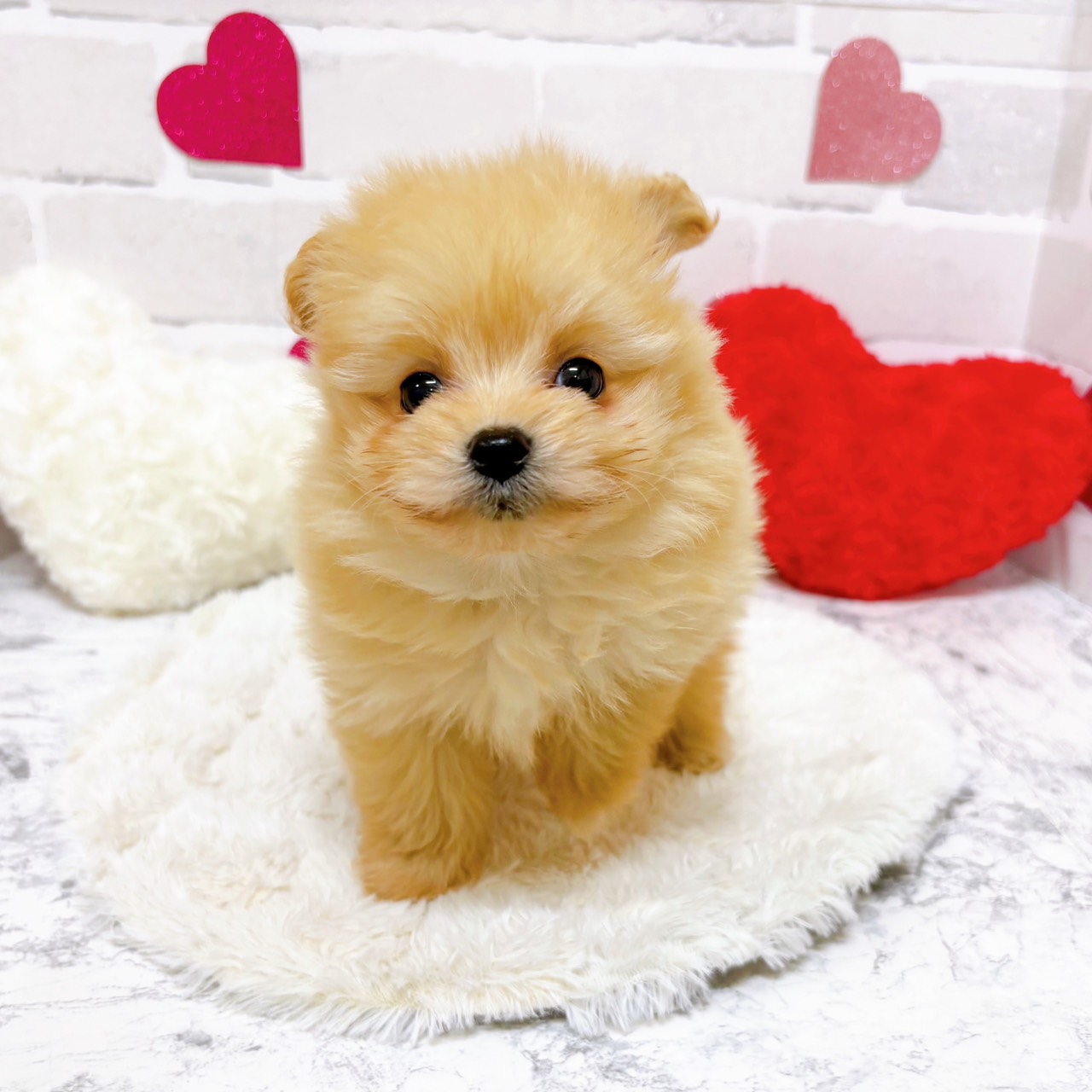 京都府のポメプー(ポメラニアン×プードル) (犬の家＆猫の里京都精華店/2025年11月1日生まれ/男の子/クリーム)の子犬の3枚目の画像