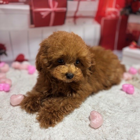 福岡県のトイプードル(トイ) (犬の家＆猫の里トリアス久山店/2025年10月27日生まれ/女の子/レッド)の子犬の3枚目の画像