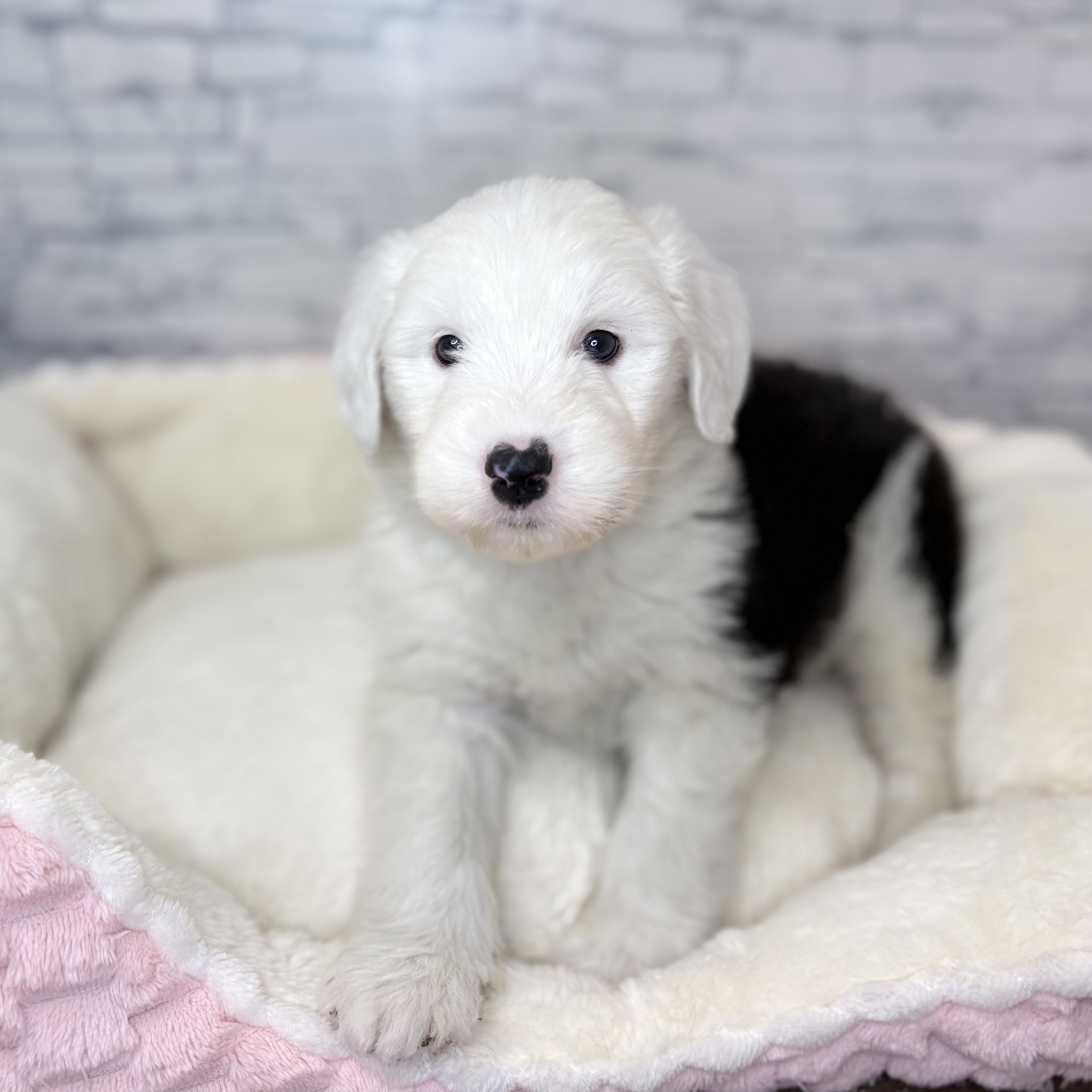 長野県のオールドイングリッシュシープドッグ (犬の家＆猫の里長野店/2025年11月2日生まれ/女の子/グレーホワイト)の子犬の1枚目の画像