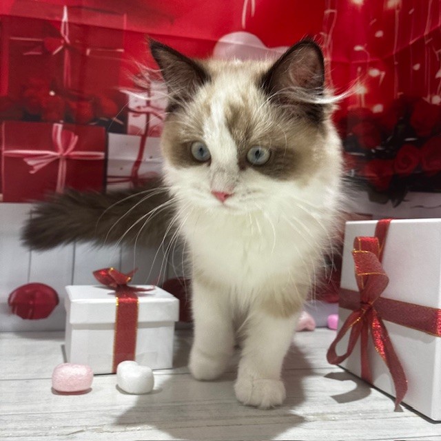 福岡県のラグドール (犬の家＆猫の里トリアス久山店/2025年10月30日生まれ/女の子/シールポイントバイカラー)の子猫の3枚目の画像