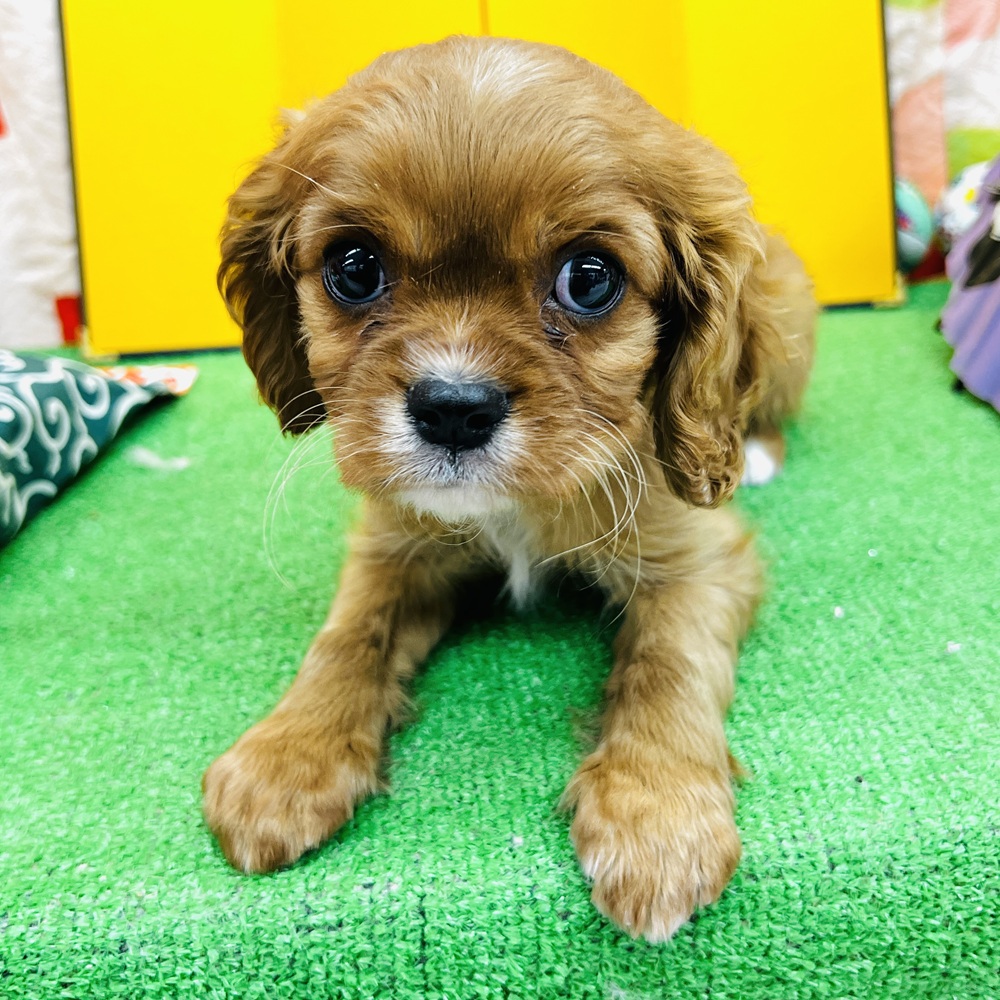 愛知県のキャバリアキングチャールズスパニエル (犬の家＆猫の里名古屋天白店/2025年11月2日生まれ/男の子/ルビー)の子犬の3枚目の画像
