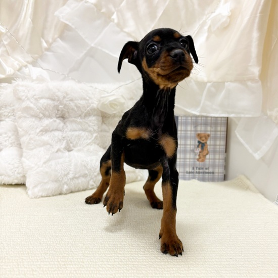 岐阜県のミニチュアピンシャー (犬の家＆猫の里カラフルタウン岐阜店/2025年11月2日生まれ/女の子/ブラックタン)の子犬の3枚目の画像