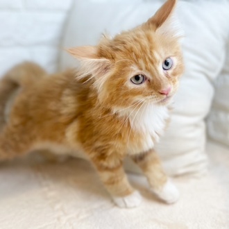 東京都のメインクーン (犬の家＆猫の里新宿店/2025年10月28日生まれ/男の子/レッドタビーホワイト)の子猫の3枚目の画像