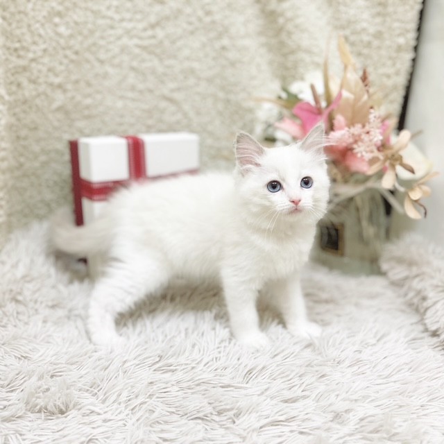 静岡県のラグドール (犬の家＆猫の里藤枝店/2025年11月2日生まれ/女の子/ブルーポイントバイカラー)の子猫の3枚目の画像