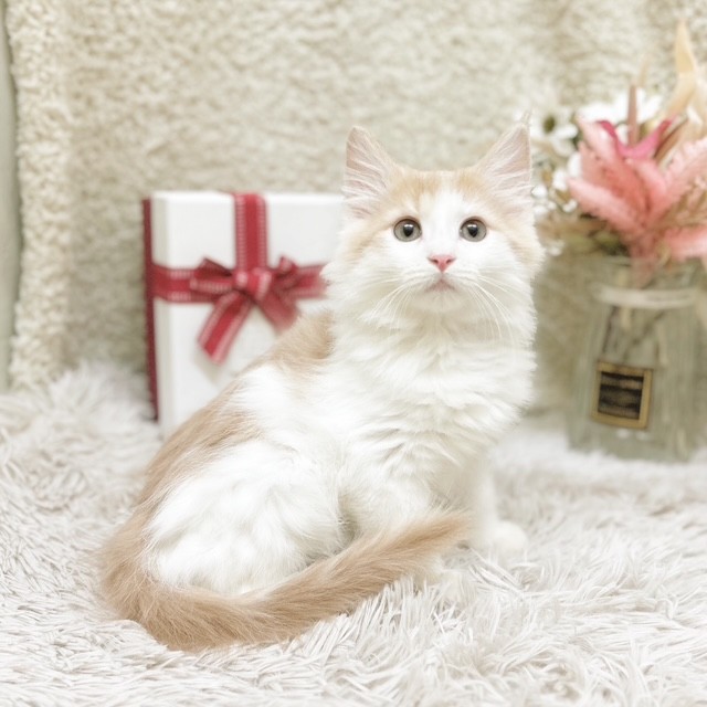 静岡県のノルウェージャンフォレストキャット (犬の家＆猫の里藤枝店/2025年11月2日生まれ/男の子/クリームタビーホワイト)の子猫の3枚目の画像