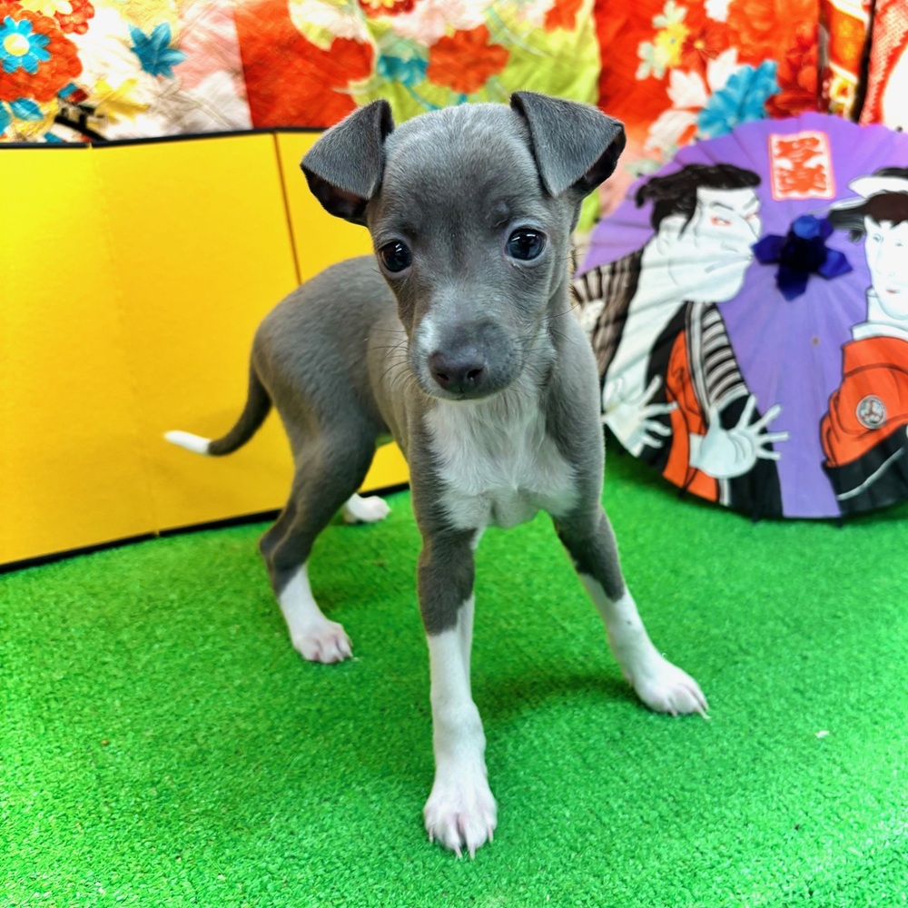 愛知県のイタリアングレーハウンド (犬の家＆猫の里名古屋天白店/2025年11月1日生まれ/男の子/ブルー、ホワイトマーキング)の子犬の3枚目の画像