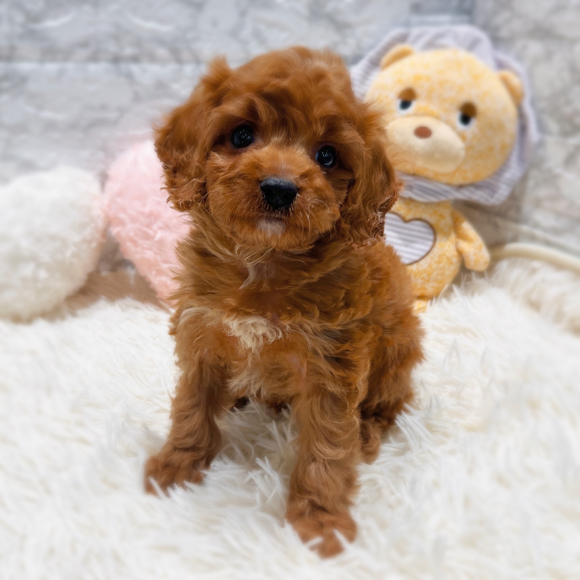 愛知県のキャバプー(キャバリア×プードル) (犬の家＆猫の里MiO香久山店/2025年11月2日生まれ/男の子/レッド)の子犬の3枚目の画像