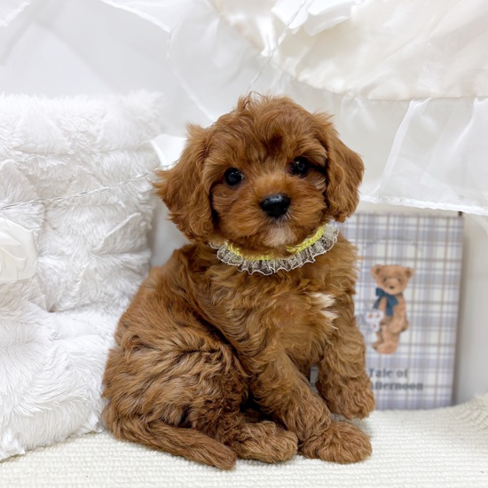 岐阜県のキャバプー(キャバリア×プードル) (犬の家＆猫の里カラフルタウン岐阜店/2025年11月2日生まれ/男の子/レッド)の子犬の3枚目の画像