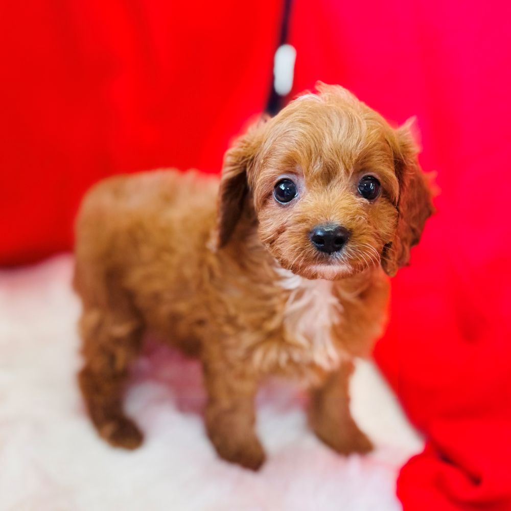 愛知県のキャバプー(キャバリア×プードル) (犬の家＆猫の里愛知刈谷店/2025年11月2日生まれ/女の子/レッド)の子犬の3枚目の画像