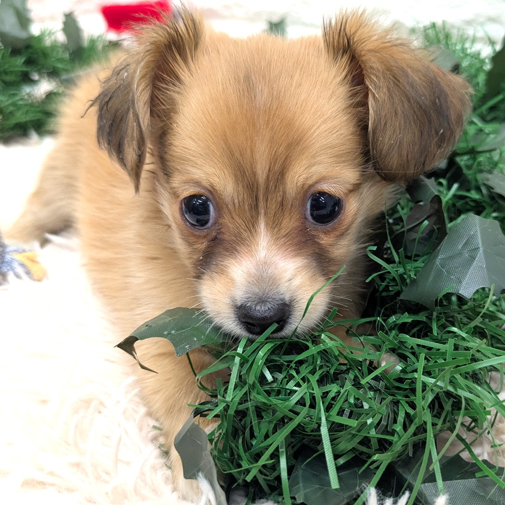 愛知県のチワックス(チワワ×ダックス) (犬の家＆猫の里MEGAドン・キホーテ東海名和店/2025年10月26日生まれ/男の子/レッドホワイト)の子犬の3枚目の画像