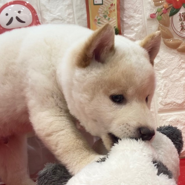 岡山県の柴犬(標準サイズ) (犬の家＆猫の里倉敷店/2025年10月27日生まれ/男の子/白)の子犬の3枚目の画像