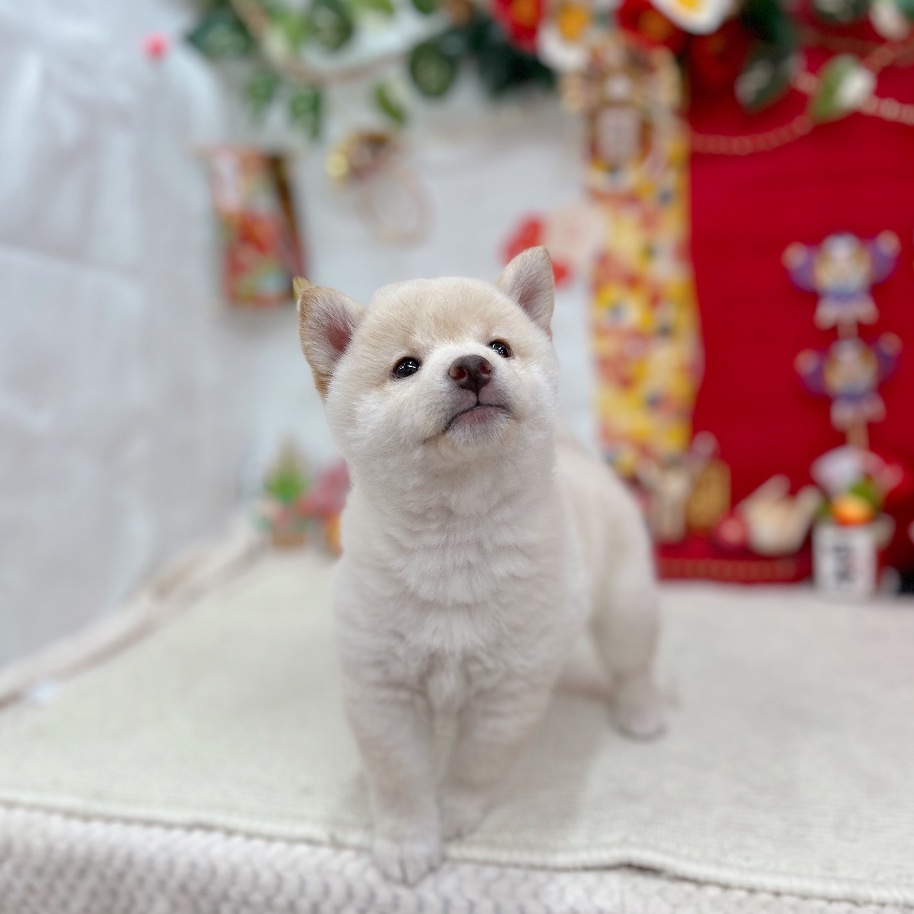 岐阜県の柴犬(標準サイズ) (犬の家＆猫の里岐南店/2025年10月27日生まれ/女の子/白)の子犬の3枚目の画像