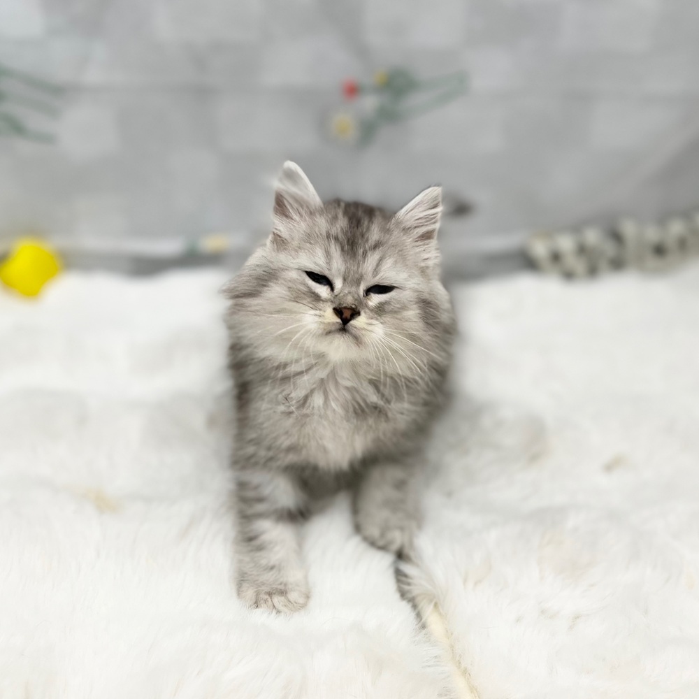 静岡県のミヌエット (犬の家＆猫の里MEGAドン・キホーテ袋井店/2025年11月1日生まれ/男の子/シルバータビー)の子猫の3枚目の画像