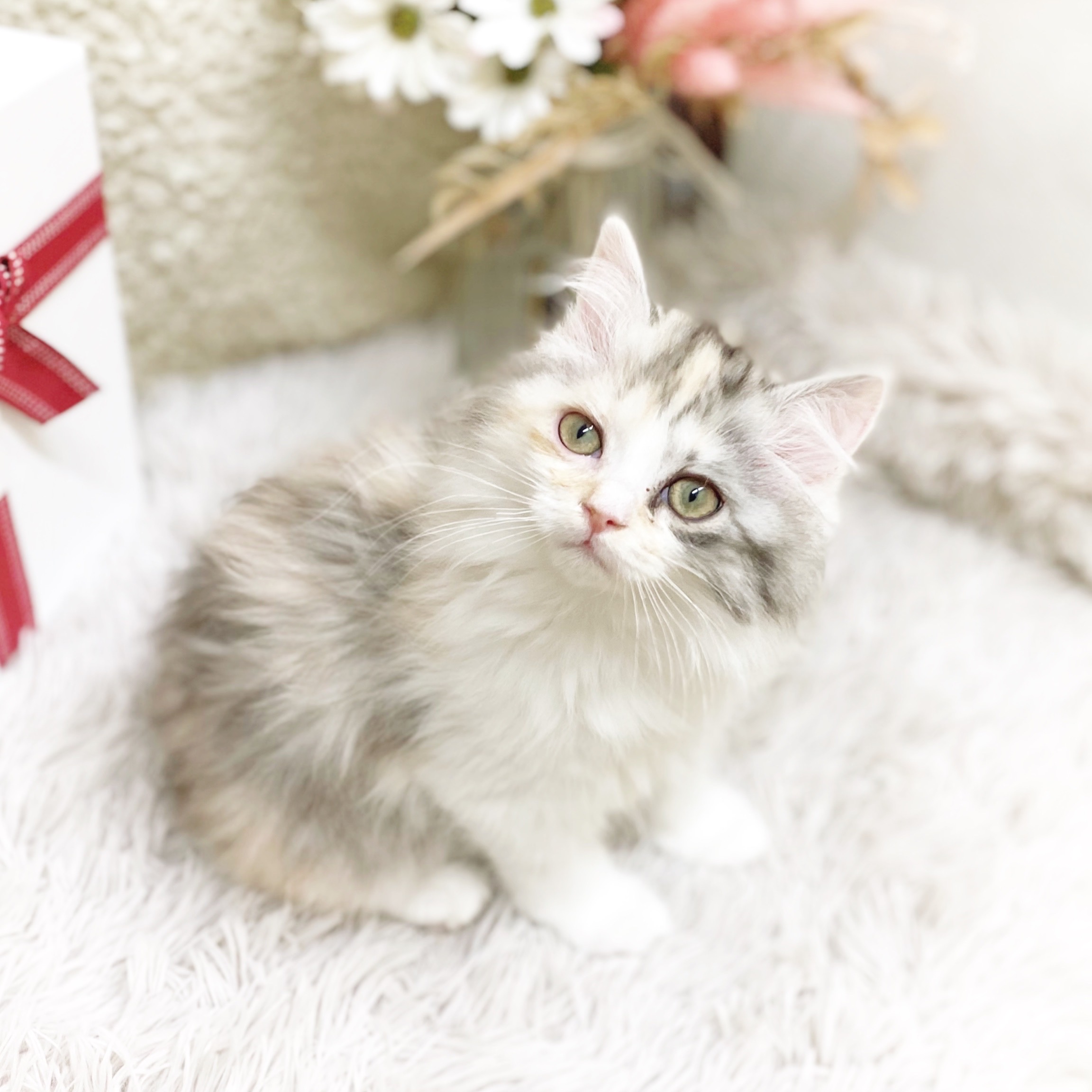 ミヌエット女の子の写真