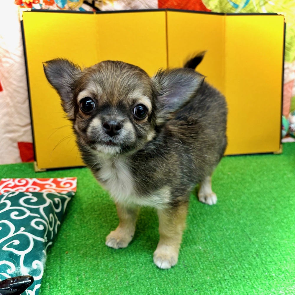 愛知県のチワワ(ロング) (犬の家＆猫の里名古屋天白店/2025年11月2日生まれ/女の子/フォーンホワイト)の子犬