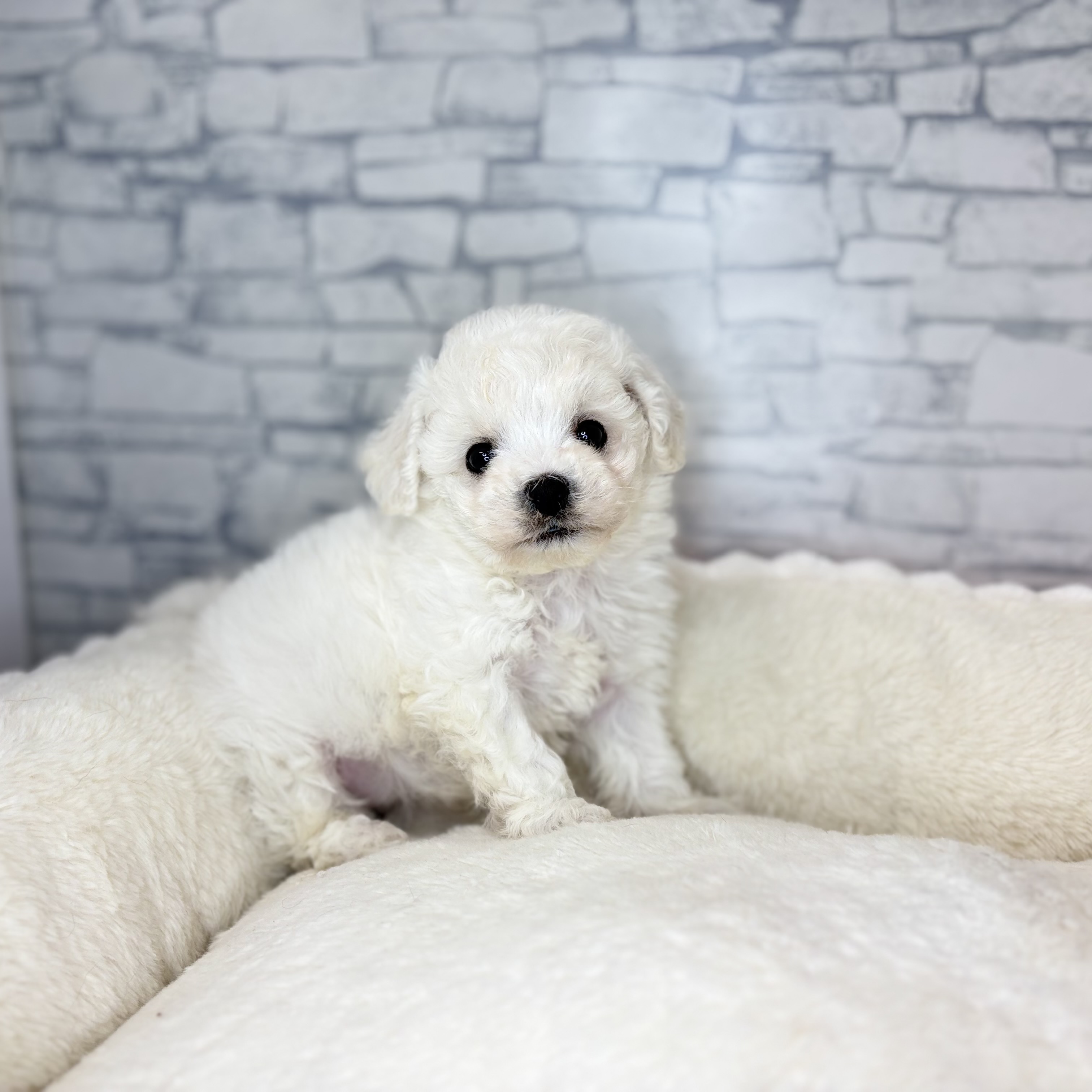 長野県のビションフリーゼ (犬の家＆猫の里長野店/2025年11月2日生まれ/女の子/ホワイト)の子犬の3枚目の画像