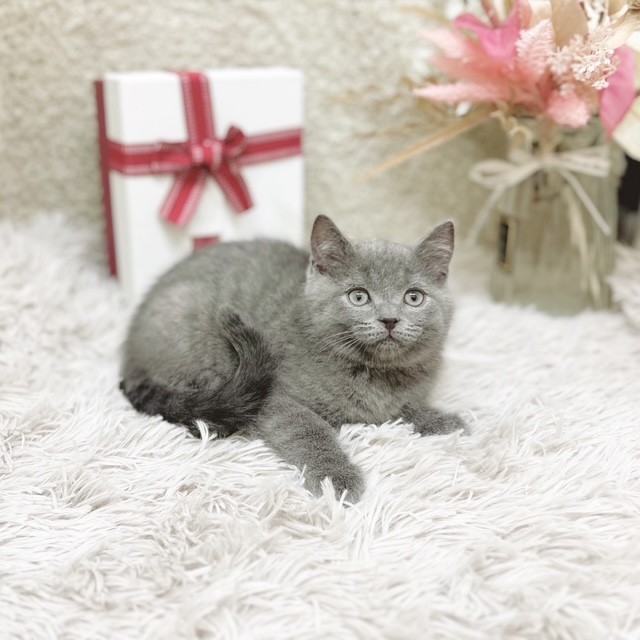 静岡県のブリティッシュショートヘアー (犬の家＆猫の里藤枝店/2025年11月1日生まれ/男の子/ブルー)の子猫の3枚目の画像