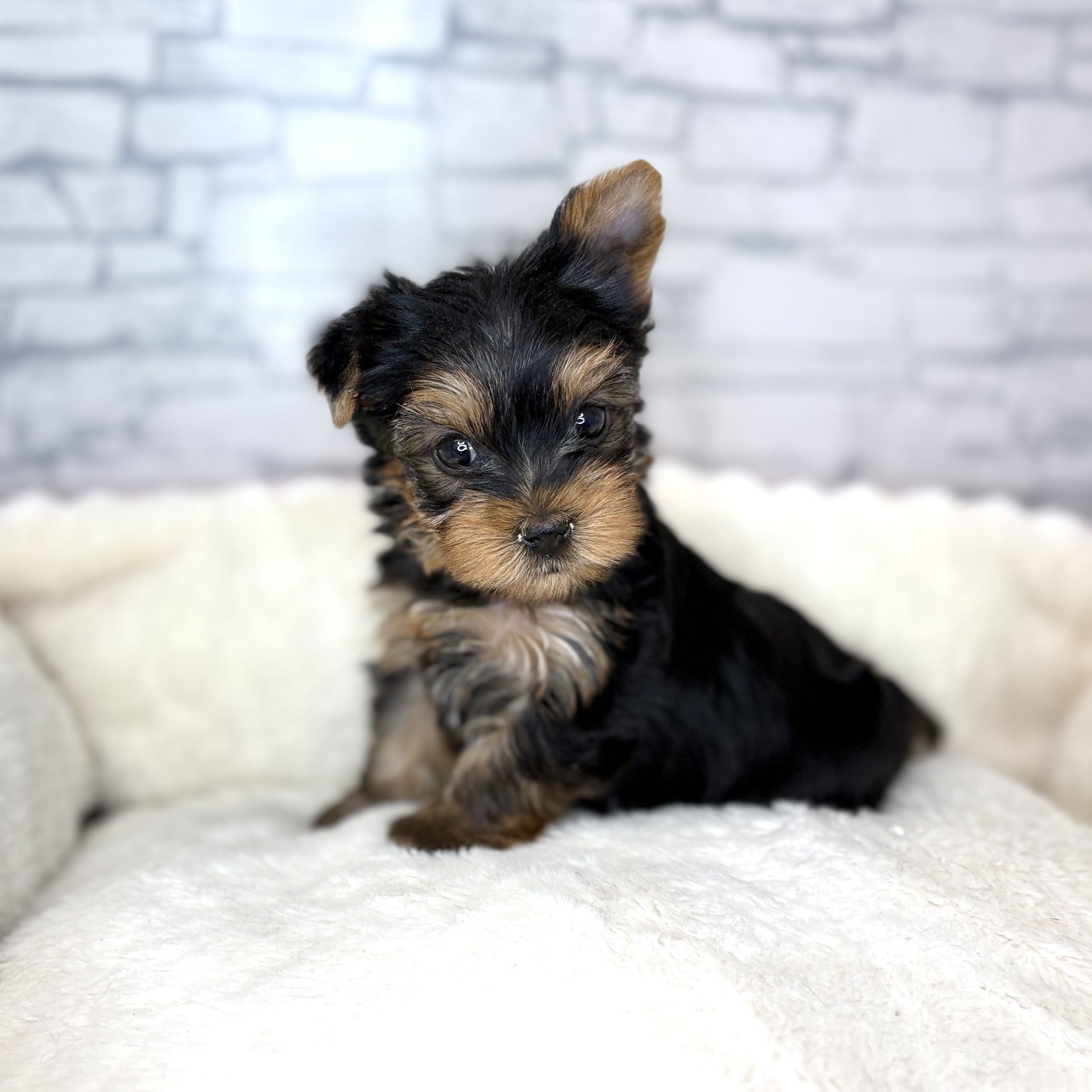 長野県のヨークシャーテリア (犬の家＆猫の里長野店/2025年11月2日生まれ/女の子/スチールブルータン)の子犬の3枚目の画像