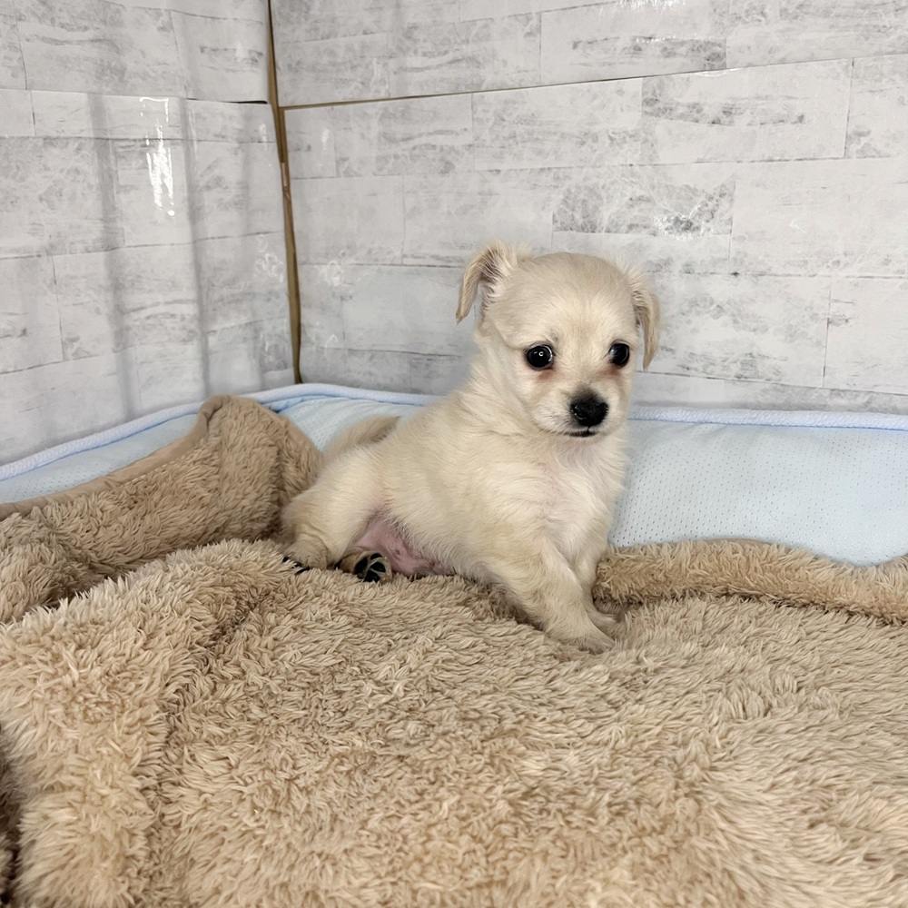 長野県のチワックス(チワワ×ダックス) (犬の家＆猫の里塩尻店/2025年11月2日生まれ/男の子/イエロー)の子犬の3枚目の画像