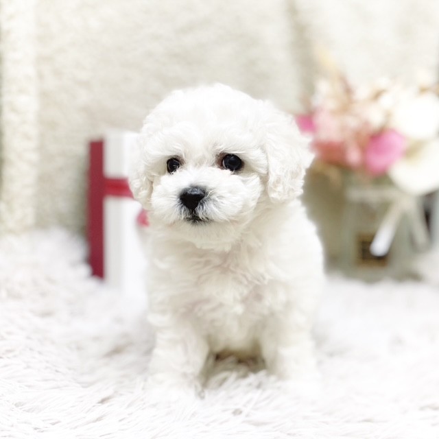 静岡県のビションフリーゼ (犬の家＆猫の里藤枝店/2025年11月1日生まれ/男の子/ホワイト)の子犬の3枚目の画像