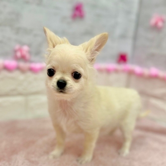 静岡県のチワワ(ロング) (犬の家＆猫の里プレ葉ウォーク浜北店/2025年10月31日生まれ/女の子/クリーム)の子犬の3枚目の画像