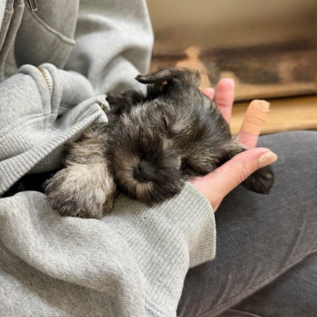 千葉県のミニチュアシュナウザー (犬の家＆猫の里ワンズモール稲毛店/2025年11月2日生まれ/女の子/ソルトペッパー)の子犬の3枚目の画像