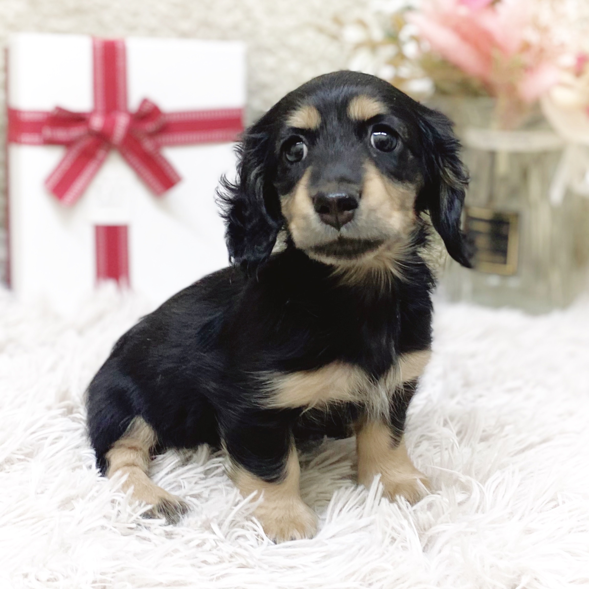 静岡県のミニチュアダックスフンド(ロング) (犬の家＆猫の里藤枝店/2025年11月2日生まれ/女の子/ブラックタン)の子犬の3枚目の画像