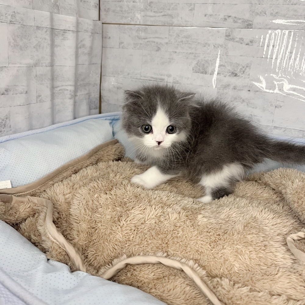 長野県のスコティッシュフォールド (犬の家＆猫の里塩尻店/2025年11月1日生まれ/男の子/ブルーホワイト)の子猫の3枚目の画像
