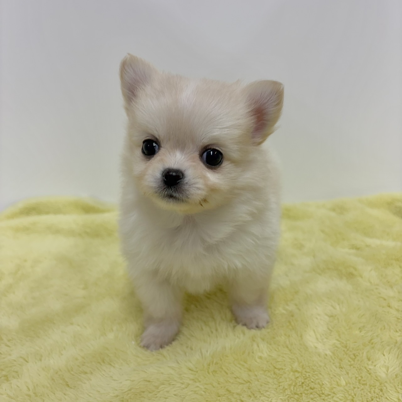 神奈川県のポメチワ/チワポメ/ポメチー(ポメラニアン×チワワ) (犬の家＆猫の里相模原店/2025年11月2日生まれ/女の子/クリーム)の子犬の3枚目の画像