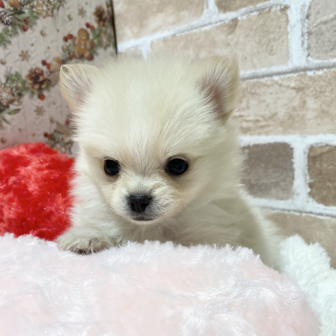 長野県のポメチワ/チワポメ/ポメチー(ポメラニアン×チワワ) (犬の家＆猫の里カインズ梓川店/2025年11月2日生まれ/女の子/クリーム)の子犬の3枚目の画像