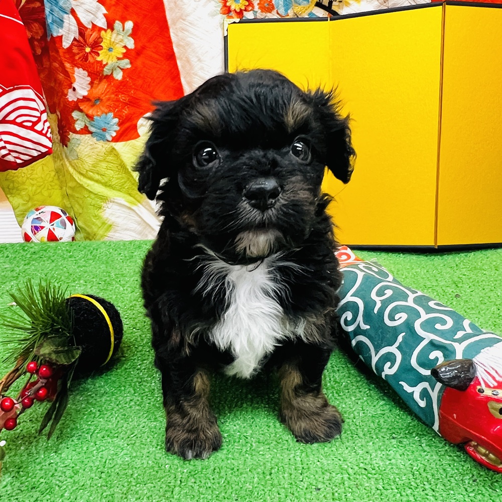 愛知県のチワプー/プーチー(チワワ×プードル) (犬の家＆猫の里名古屋天白店/2025年11月3日生まれ/男の子/ブラックタン)の子犬の3枚目の画像
