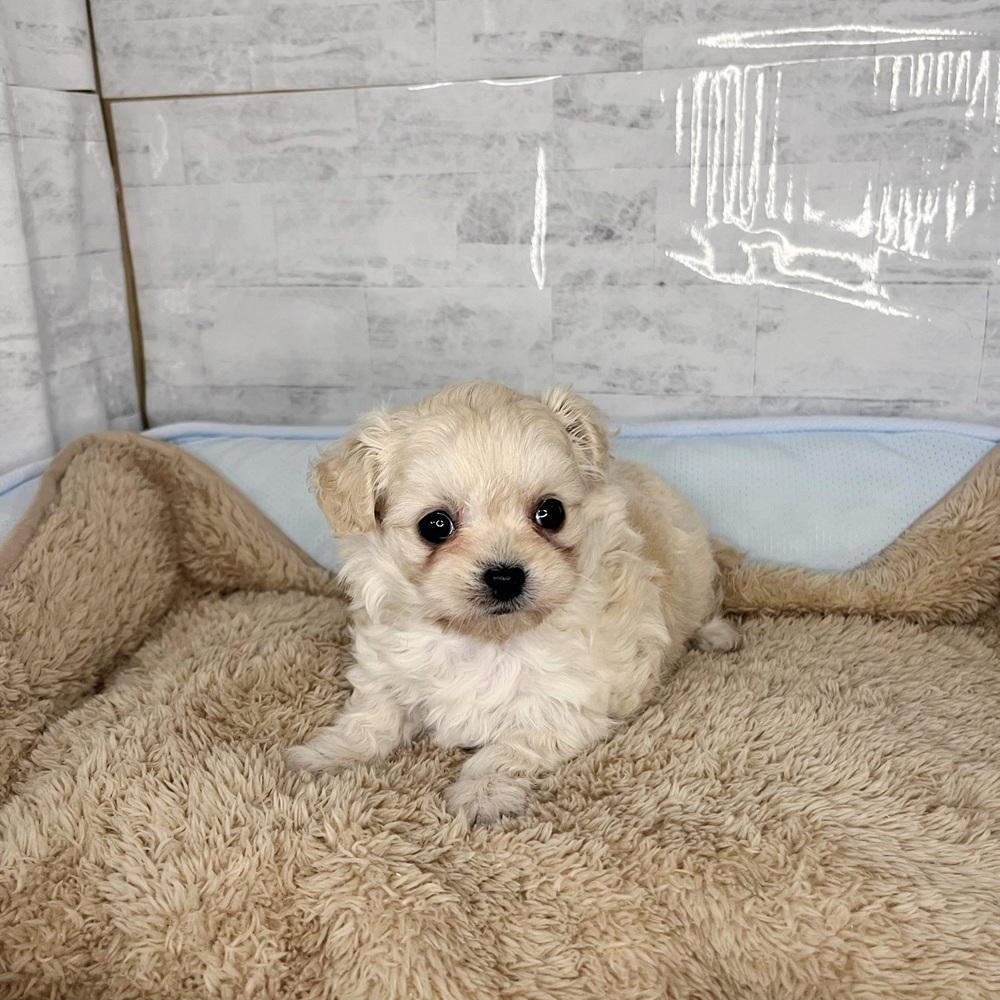長野県のチワプー/プーチー(チワワ×プードル) (犬の家＆猫の里塩尻店/2025年11月2日生まれ/女の子/クリーム)の子犬の1枚目の画像
