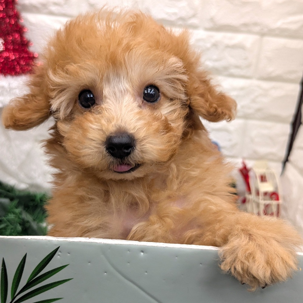 愛知県のトイプードル(トイ) (犬の家＆猫の里MEGAドン・キホーテ東海名和店/2025年11月1日生まれ/男の子/アプリコット)の子犬の3枚目の画像