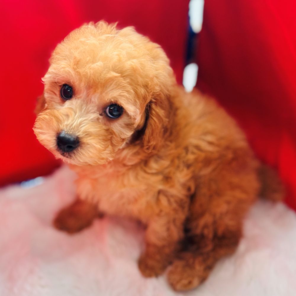 愛知県のトイプードル(トイ) (犬の家＆猫の里愛知刈谷店/2025年11月1日生まれ/女の子/アプリコット)の子犬の3枚目の画像