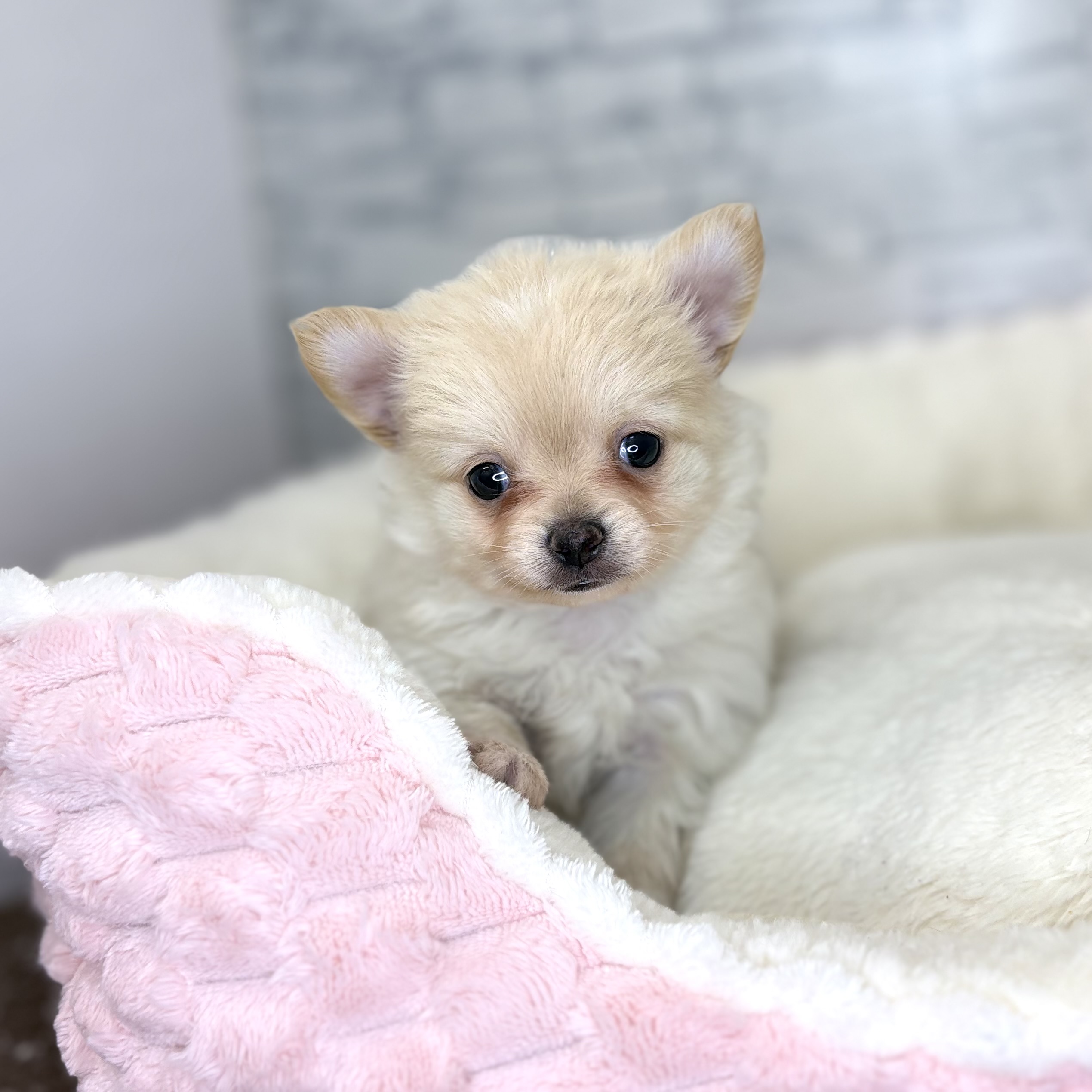長野県のポメチワ/チワポメ/ポメチー(ポメラニアン×チワワ) (犬の家＆猫の里長野店/2025年11月2日生まれ/男の子/クリーム)の子犬の3枚目の画像