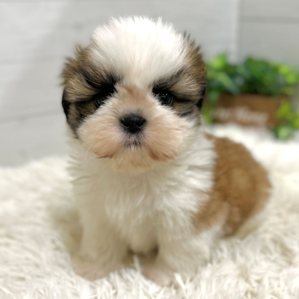 愛知県のシーズー (犬の家＆猫の里豊田店/2025年11月1日生まれ/男の子/ホワイトゴールド)の子犬