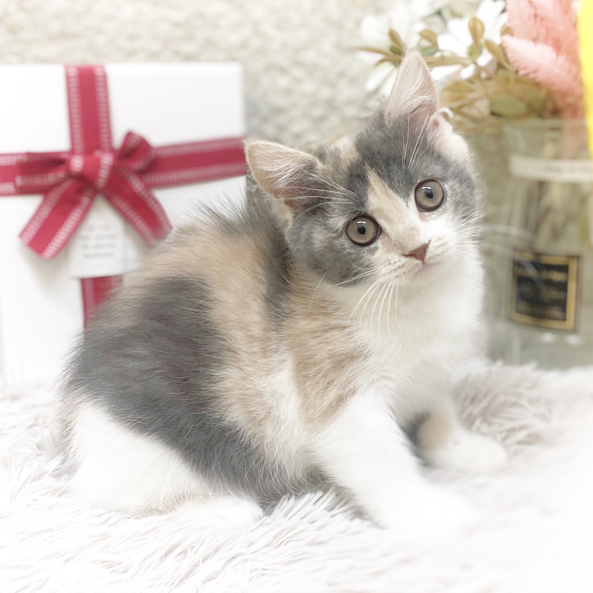 藤枝店（静岡県）の子猫一覧 | ペットショップ 犬の家&猫の里 | 子犬