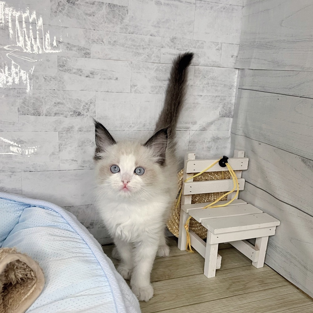 長野県のラグドール (犬の家＆猫の里塩尻店/2025年11月2日生まれ/男の子/シールポイントバイカラー)の子猫の3枚目の画像