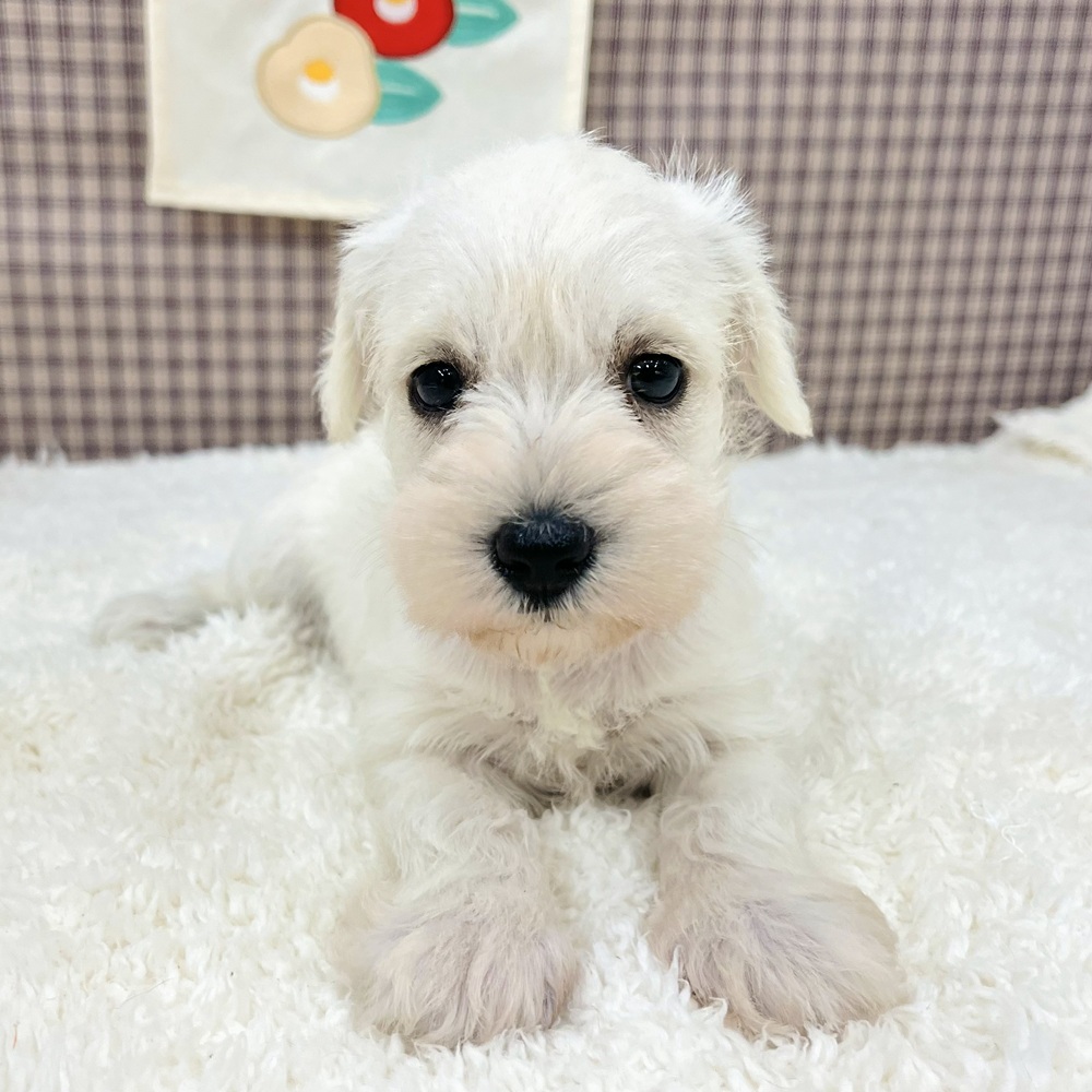 愛知県のミニチュアシュナウザー (犬の家＆猫の里エアポートウォーク店/2025年11月3日生まれ/女の子/ホワイト)の子犬の3枚目の画像