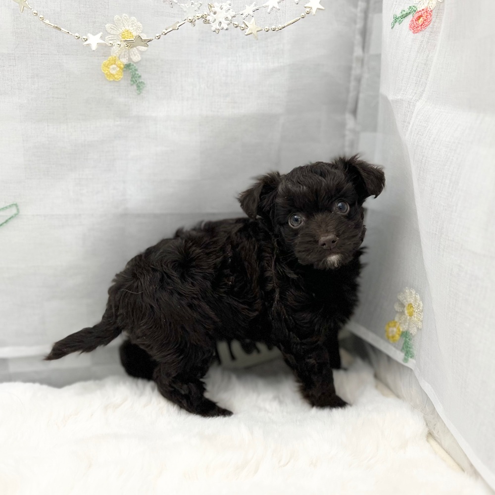 静岡県のチワプー/プーチー(チワワ×プードル) (犬の家＆猫の里MEGAドン・キホーテ袋井店/2025年11月2日生まれ/女の子/ブラウン)の子犬の1枚目の画像