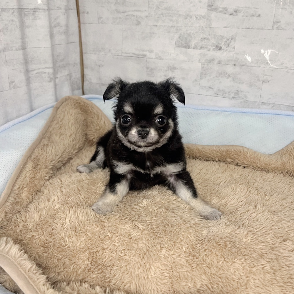 長野県のチワワ(ロング) (犬の家＆猫の里塩尻店/2025年11月2日生まれ/女の子/ブラックタン)の子犬の3枚目の画像