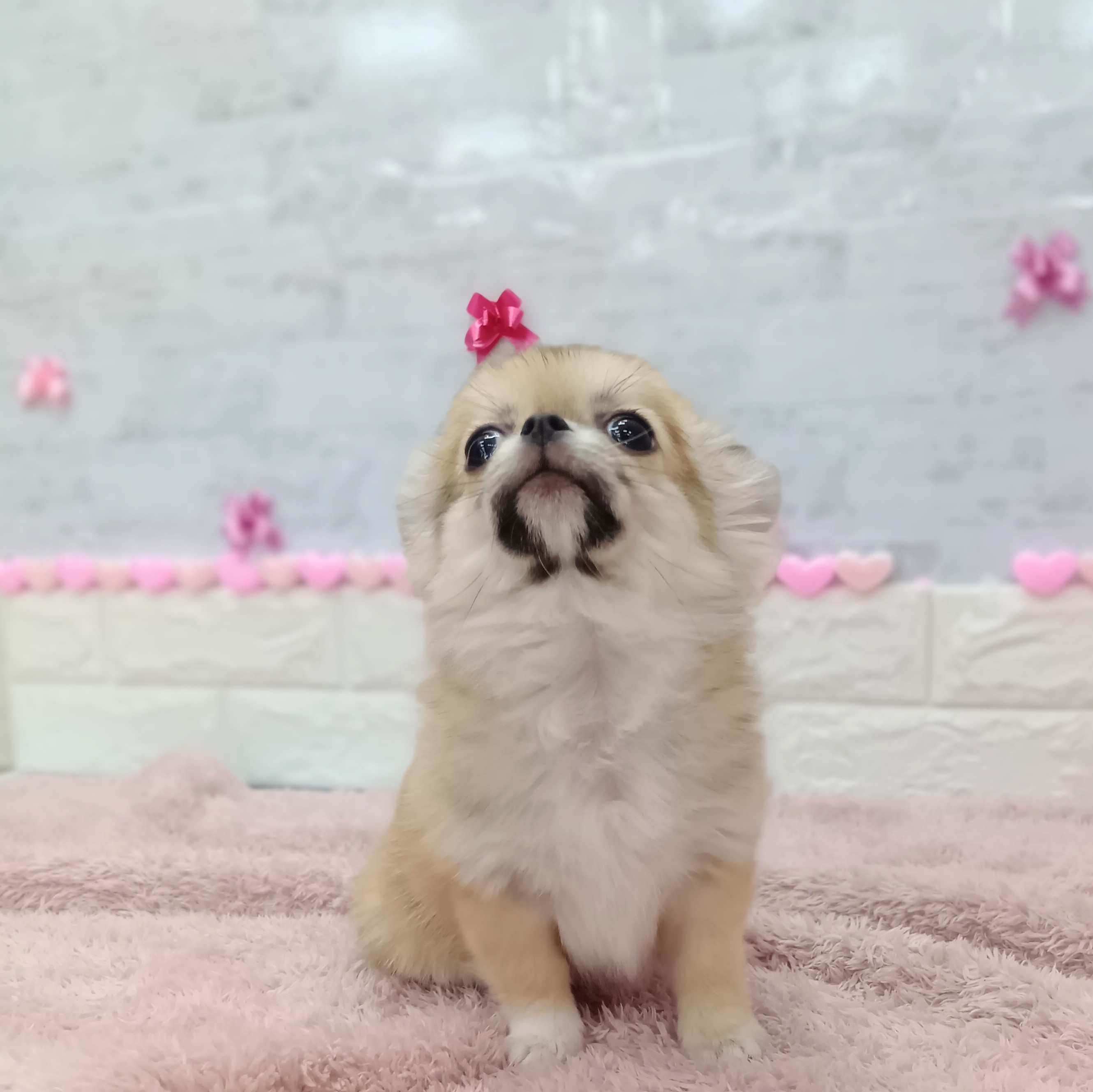 静岡県のポメチワ/チワポメ/ポメチー(ポメラニアン×チワワ) (犬の家＆猫の里プレ葉ウォーク浜北店/2025年11月2日生まれ/女の子/レッド)の子犬の3枚目の画像