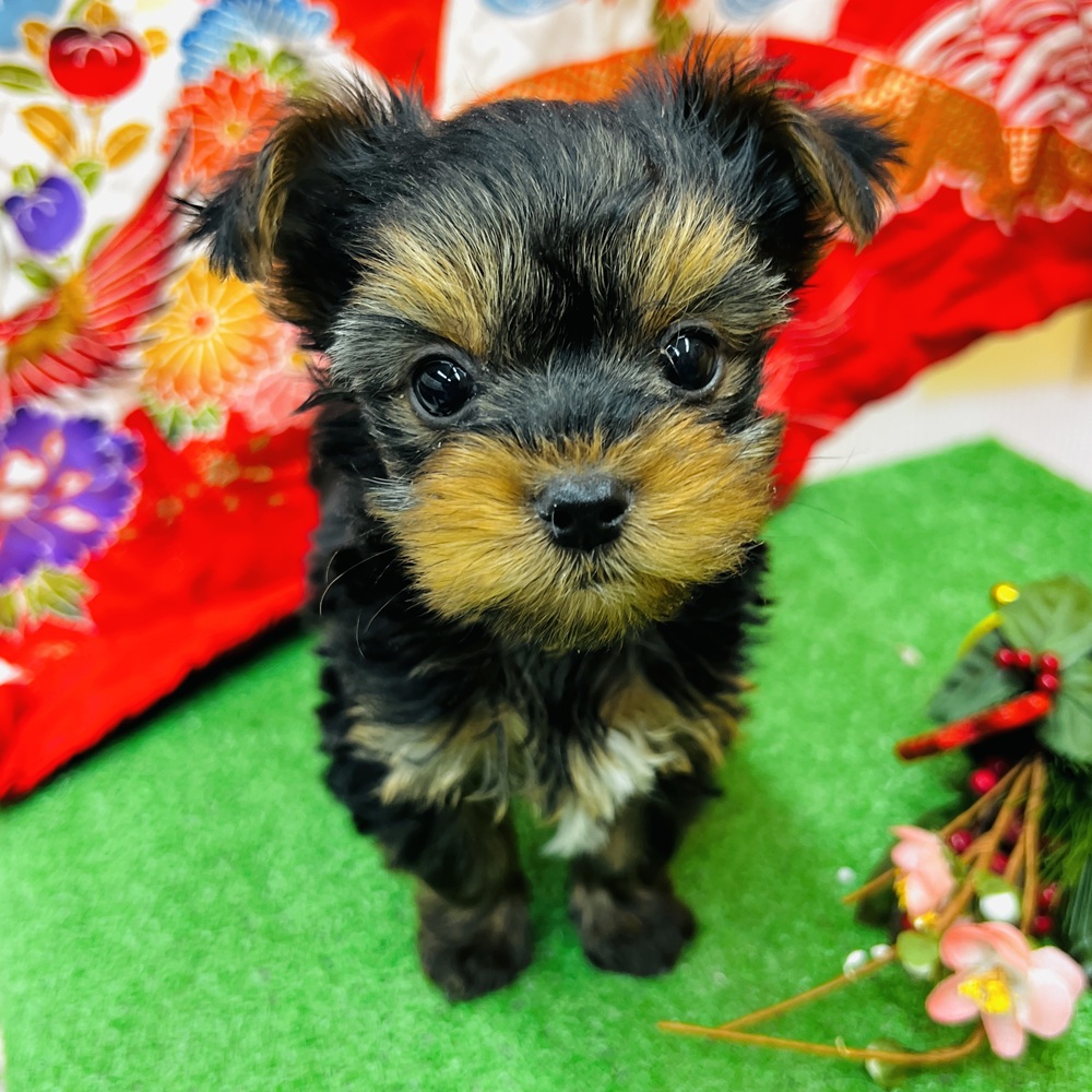 愛知県のヨークシャーテリア (犬の家＆猫の里名古屋天白店/2025年11月2日生まれ/女の子/スチールブルータン)の子犬の3枚目の画像
