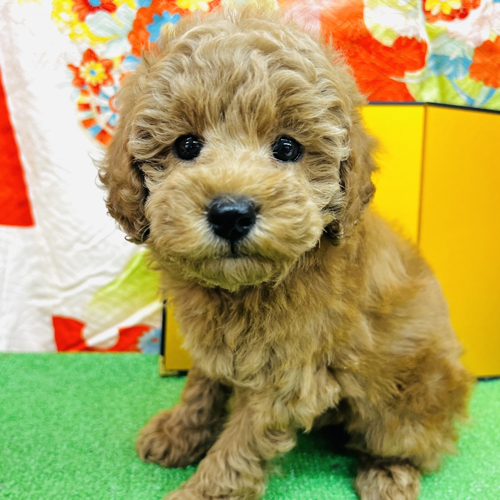 愛知県のトイプードル(トイ) (犬の家＆猫の里名古屋天白店/2025年10月29日生まれ/女の子/レッド)の子犬の3枚目の画像