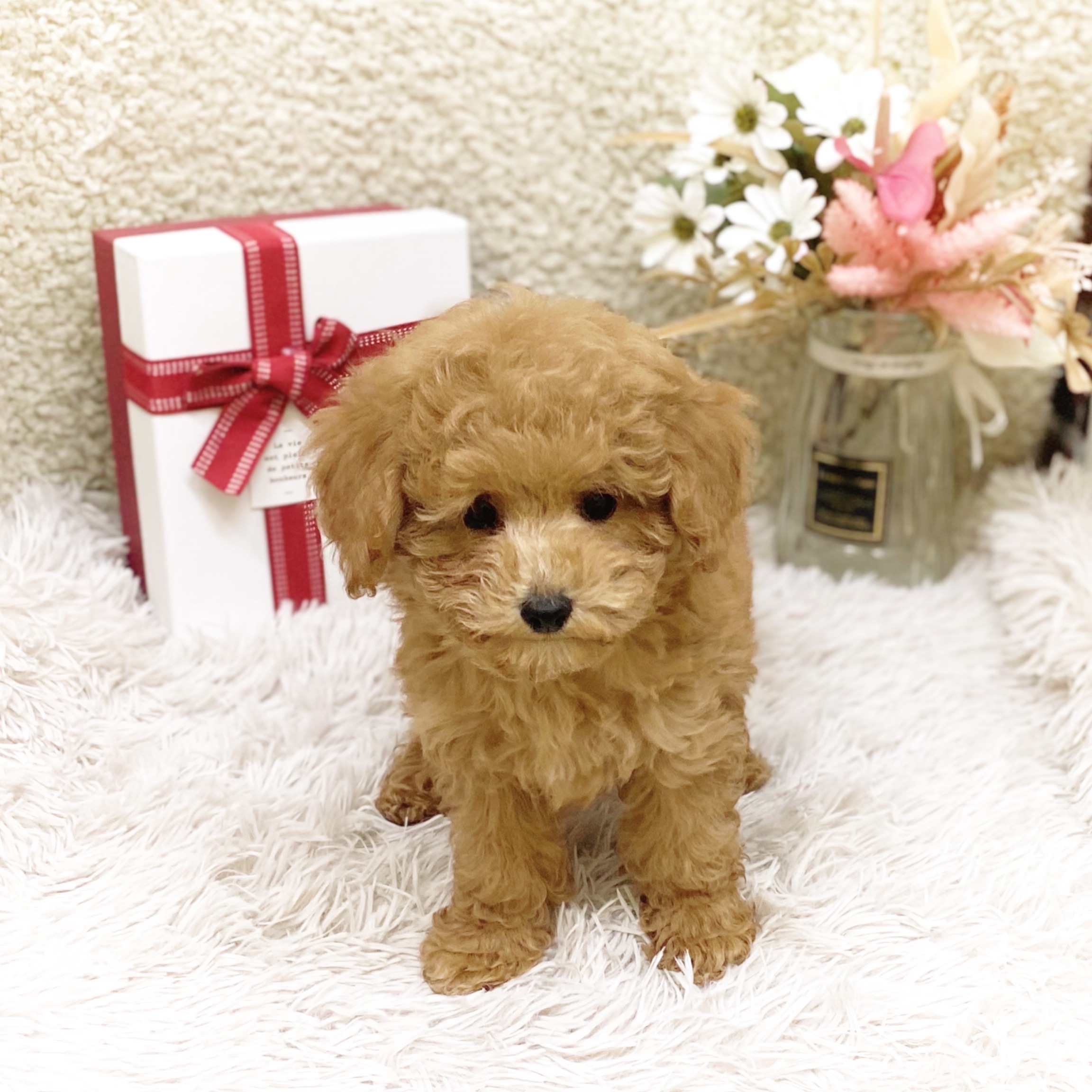 静岡県のトイプードル(トイ) (犬の家＆猫の里藤枝店/2025年10月29日生まれ/男の子/レッド)の子犬の3枚目の画像