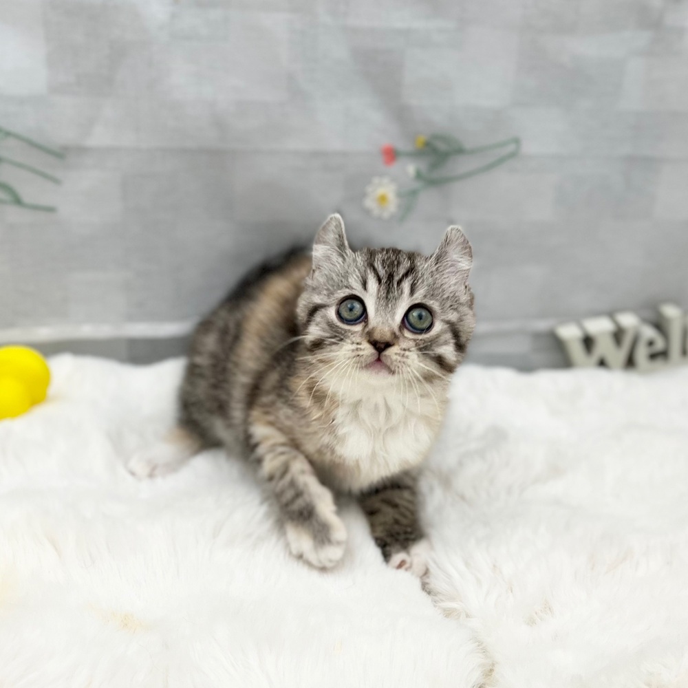 静岡県のキンカロー (犬の家＆猫の里MEGAドン・キホーテ袋井店/2025年11月1日生まれ/女の子/キャリコ)の子猫の3枚目の画像