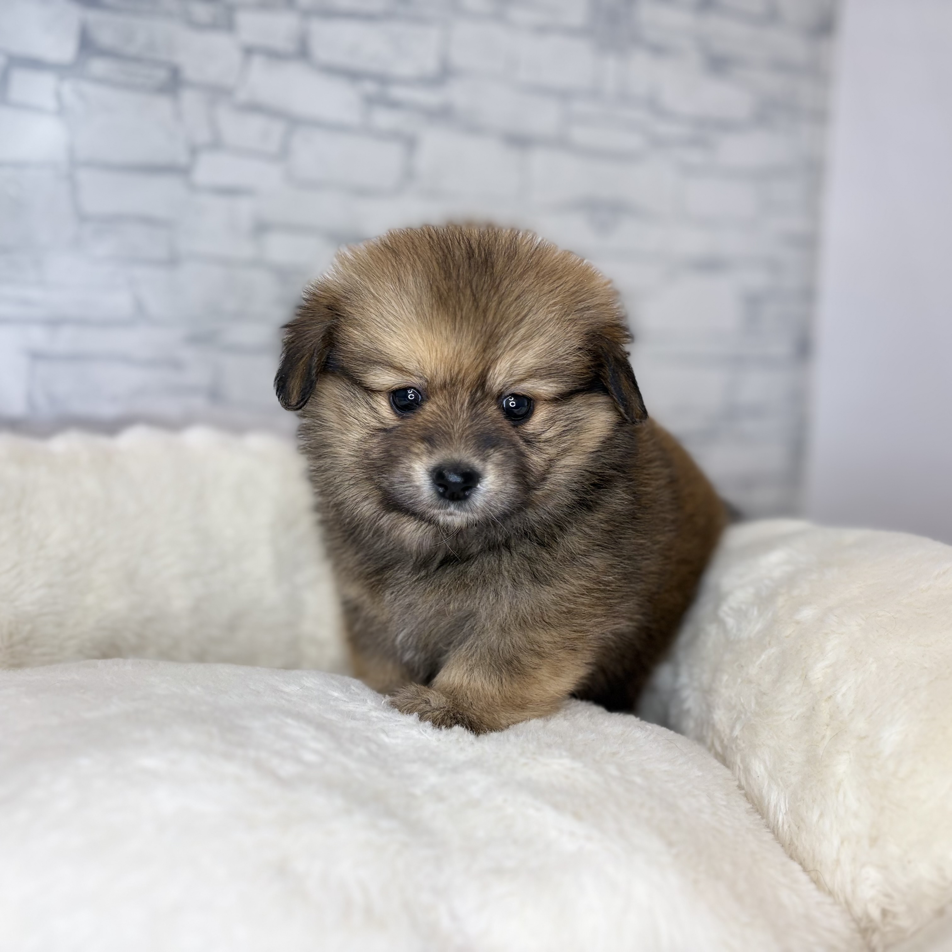 長野県のポメックス(ポメラニアン×ダックス) (犬の家＆猫の里長野店/2025年11月2日生まれ/女の子/ブラックタン)の子犬の1枚目の画像