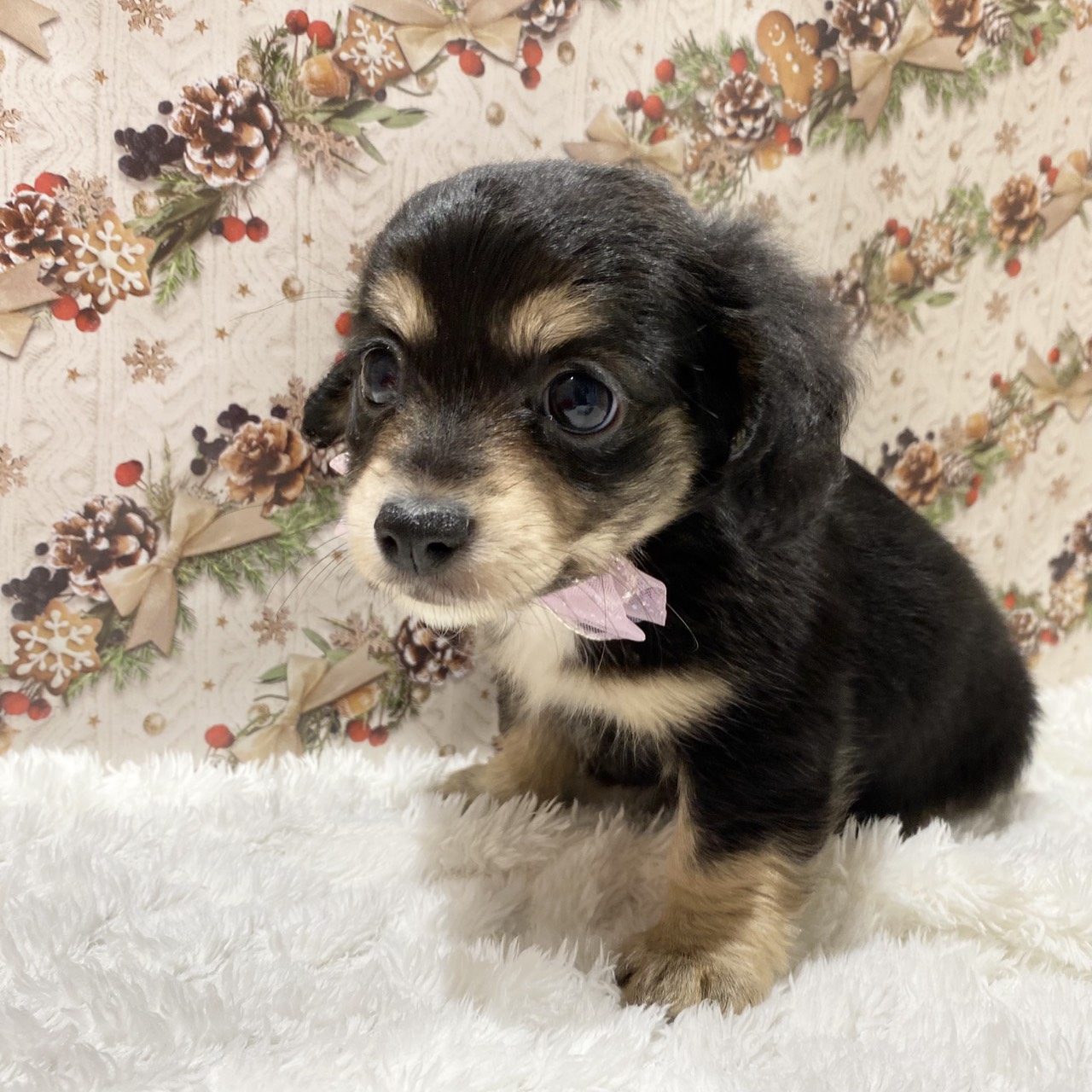 長野県のチワックス(チワワ×ダックス) (犬の家＆猫の里カインズ梓川店/2025年11月2日生まれ/男の子/ブラックタン)の子犬の3枚目の画像