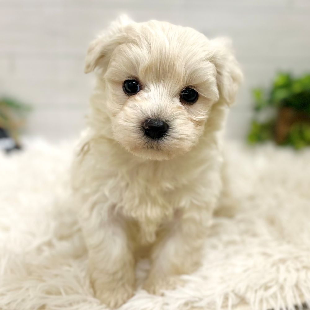 愛知県のハーフ犬・ミックス犬 (犬の家＆猫の里豊田店/2025年11月3日生まれ/男の子/ホワイト)の子犬の1枚目の画像